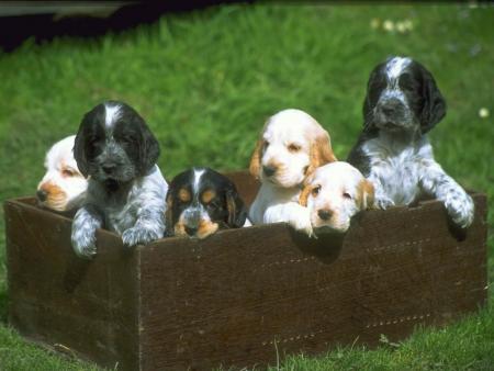coucou mes chien