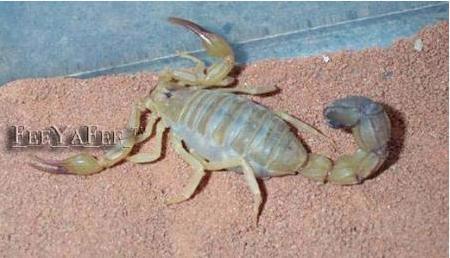 the scorpion